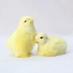 1pc Realistic Simulation Chick Toy Plush Chick Ornament For Kids Easter Gifts Chicken Model Miniature Home 1.webp