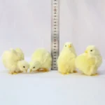 1pc Realistic Simulation Chick Toy Plush Chick Ornament For Kids Easter Gifts Chicken Model Miniature Home 5.webp